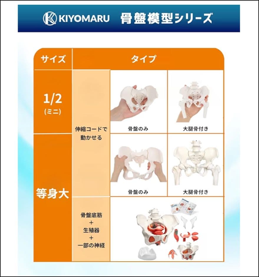 KIYOMARU 骨盤底筋付き女性骨盤模型 人体模型 8パーツ 理学療法士