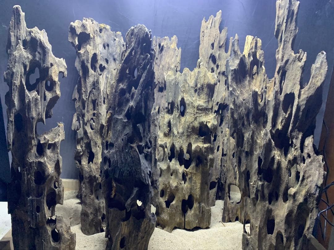 7[新品 特大のみ]マシンガンウッド9本★流木 水槽　レイアウト　アクアリウム