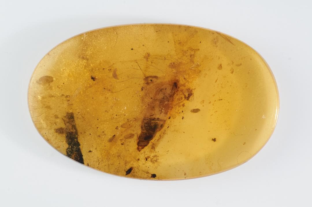 レア極上品 PA163虫入り琥珀化石　ミャンマーカムティかタナイ9900万年前