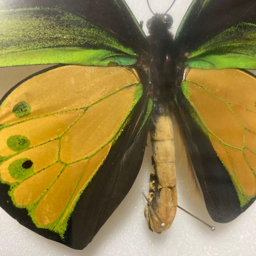 ゴライアストリバネアゲハ　ペア 蝶 標本　昆虫