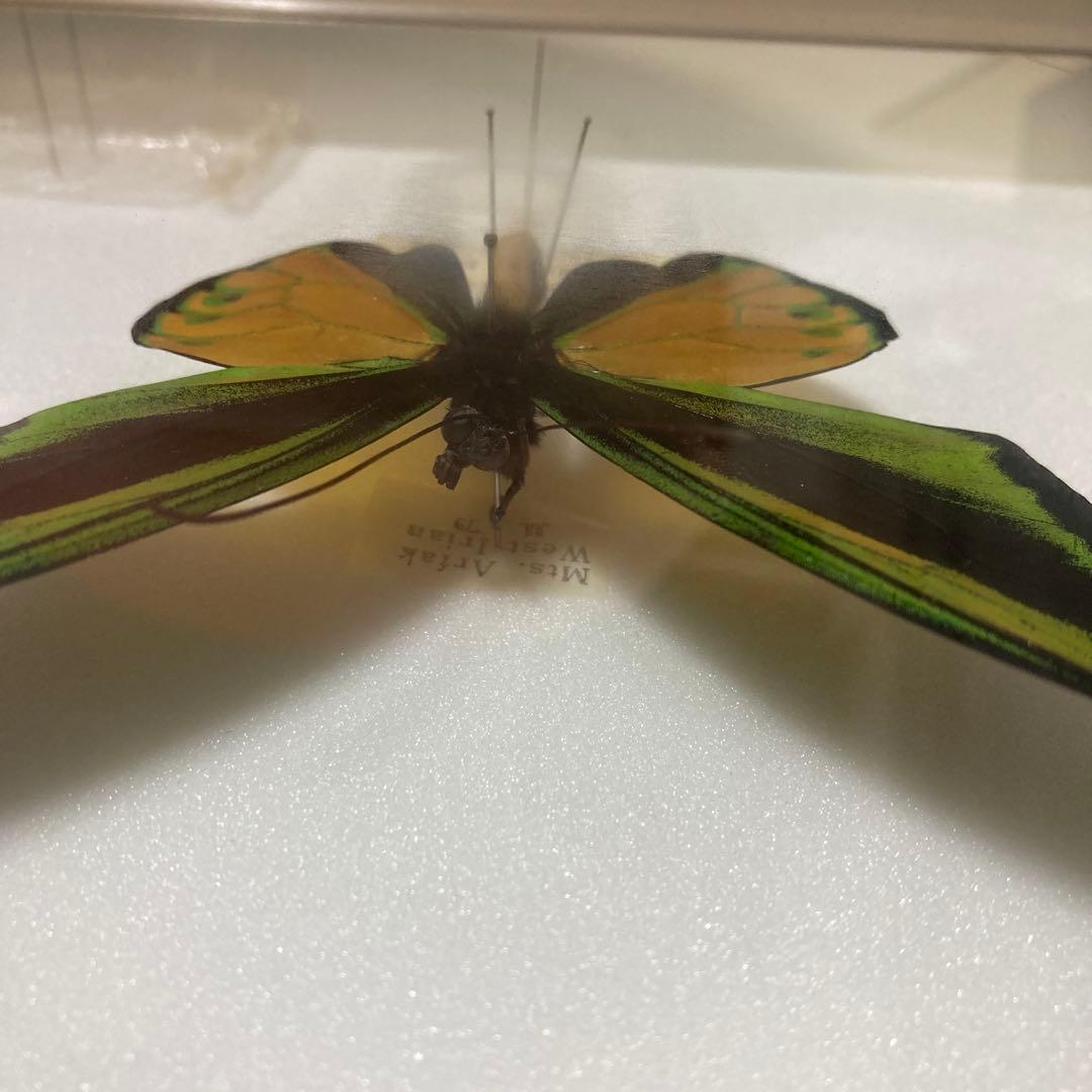 ゴライアストリバネアゲハ　ペア 蝶 標本　昆虫