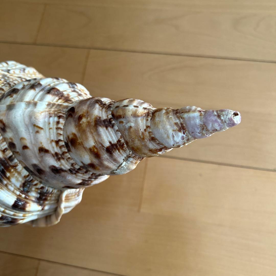 法螺貝　ホラ貝　沖縄県産　天然　貝殻 約30cm