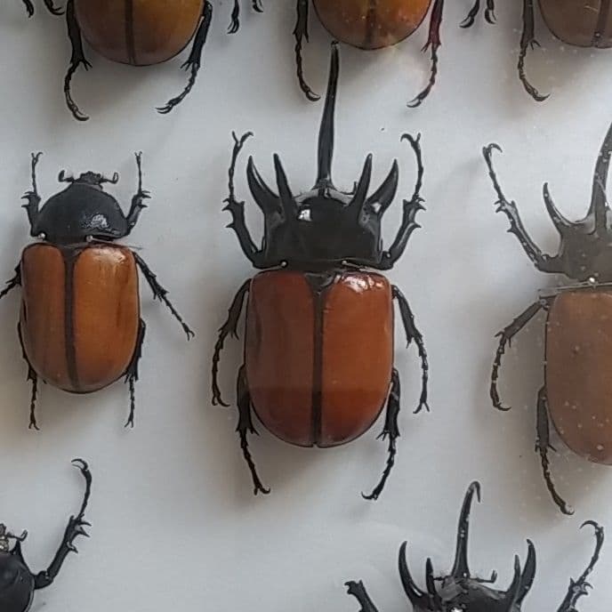 ゴホンヅノカブト系標本
