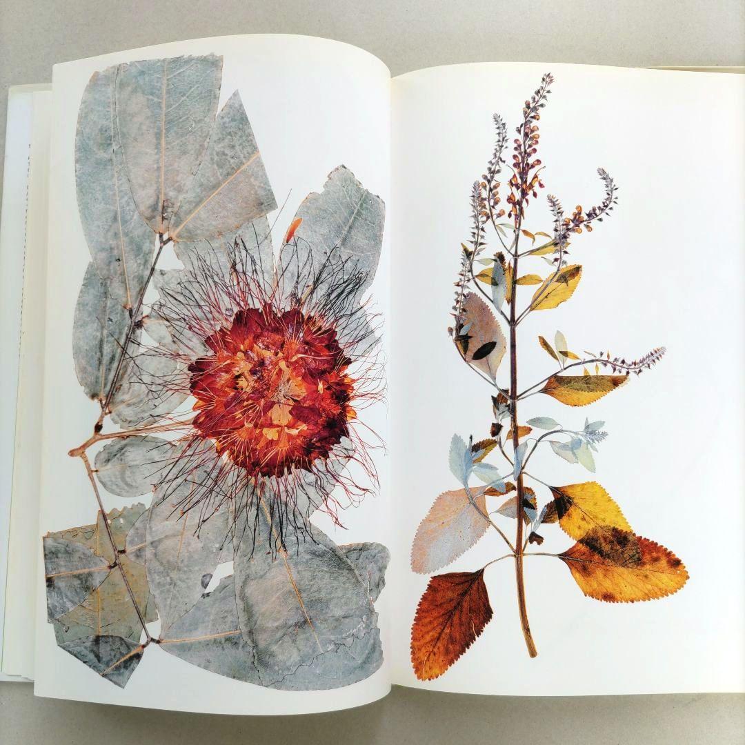 FLORA:Nick Knight/ニック・ナイト 写真集 植物標本 アート