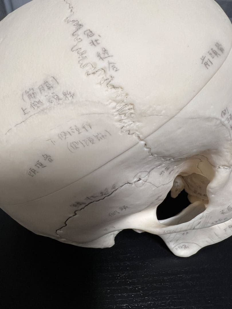 [SOMSO]頭蓋骨模型