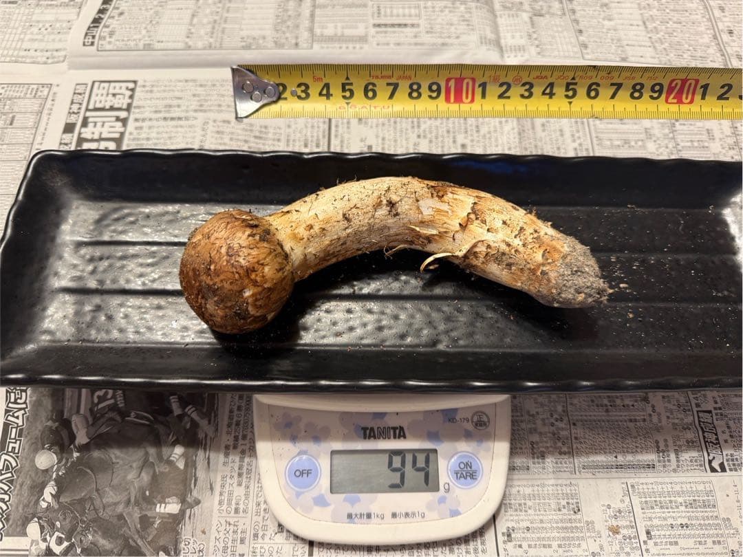 松茸　北海道　500g 訳あり　送料込　国産 ③