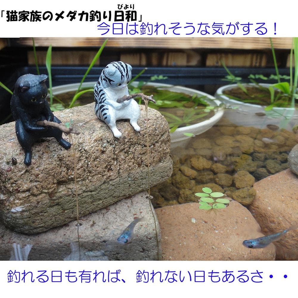 高さのあるビオトープ 40L トロ舟＆木枠セット(3D型防鳥網付き)