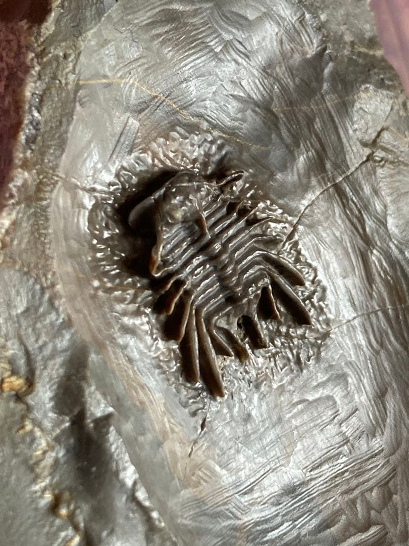 モロッコ　超絶激レア　三葉虫　化石