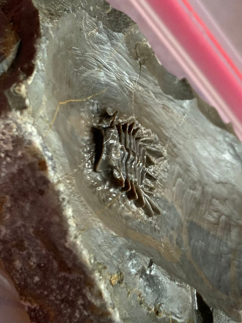 モロッコ　超絶激レア　三葉虫　化石