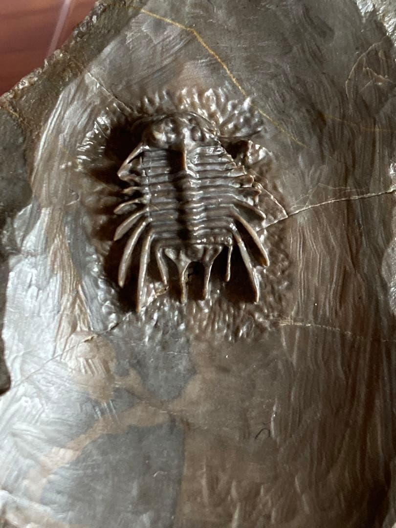 モロッコ　超絶激レア　三葉虫　化石