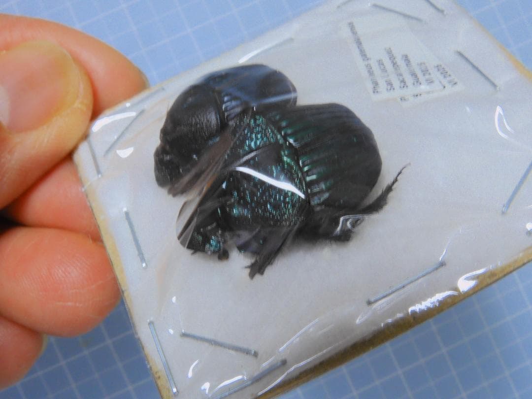 ガテマラ産　ガテマラニジダイコクコガネ　ペア　25-20mm