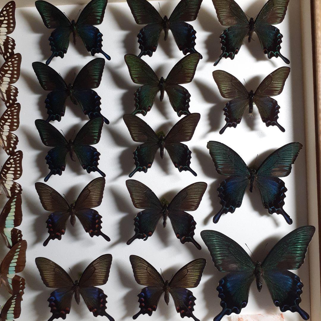 蝶標本　アゲハチョウ類8種47頭、大型ドイツ標本箱２箱入りセット