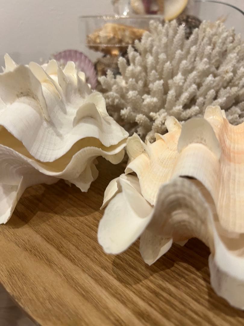 貝殻　まとめ売り　レア