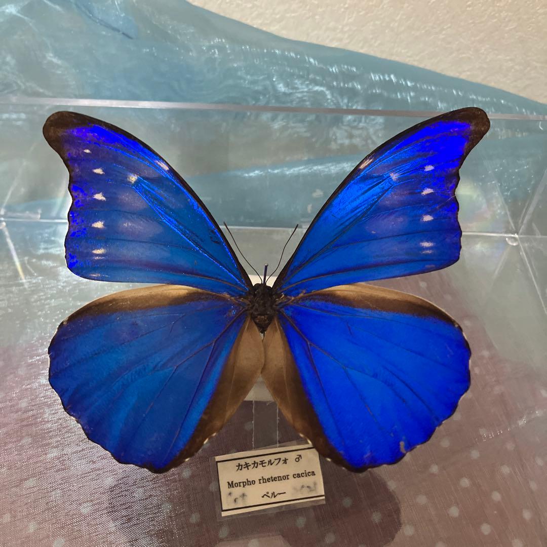 カキカモルフォ♂