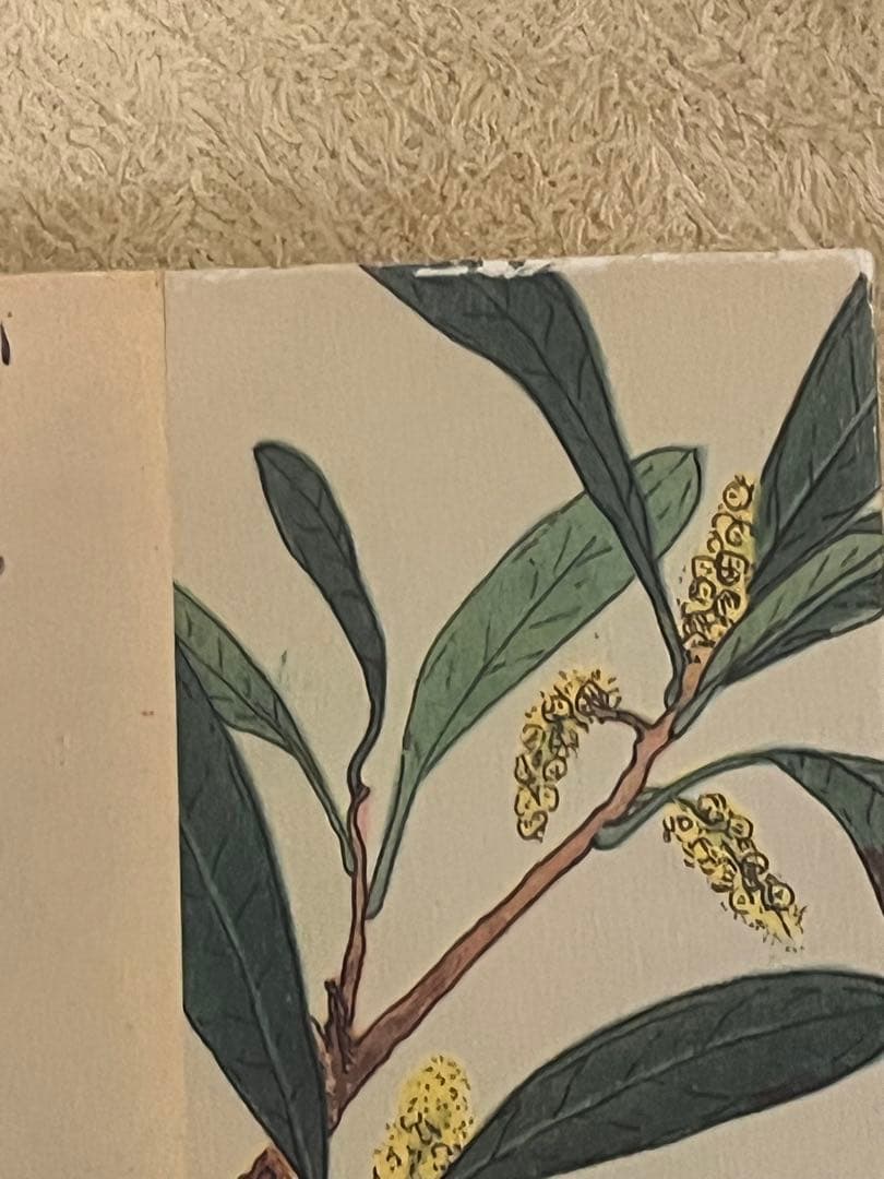 鳥を探しに　平出隆