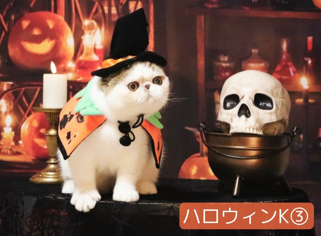 背景布【秋XE】サンプル80×120　ペット撮影用ブース　十五夜　お月見　宇宙