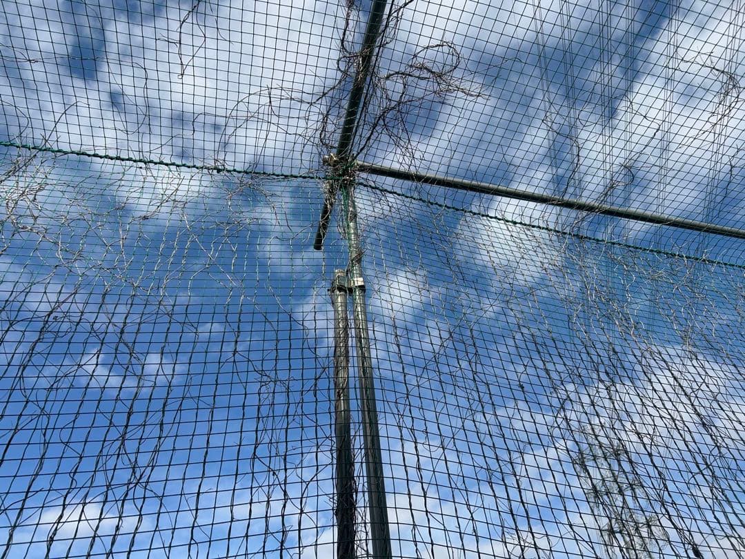 大型バッティングゲージ