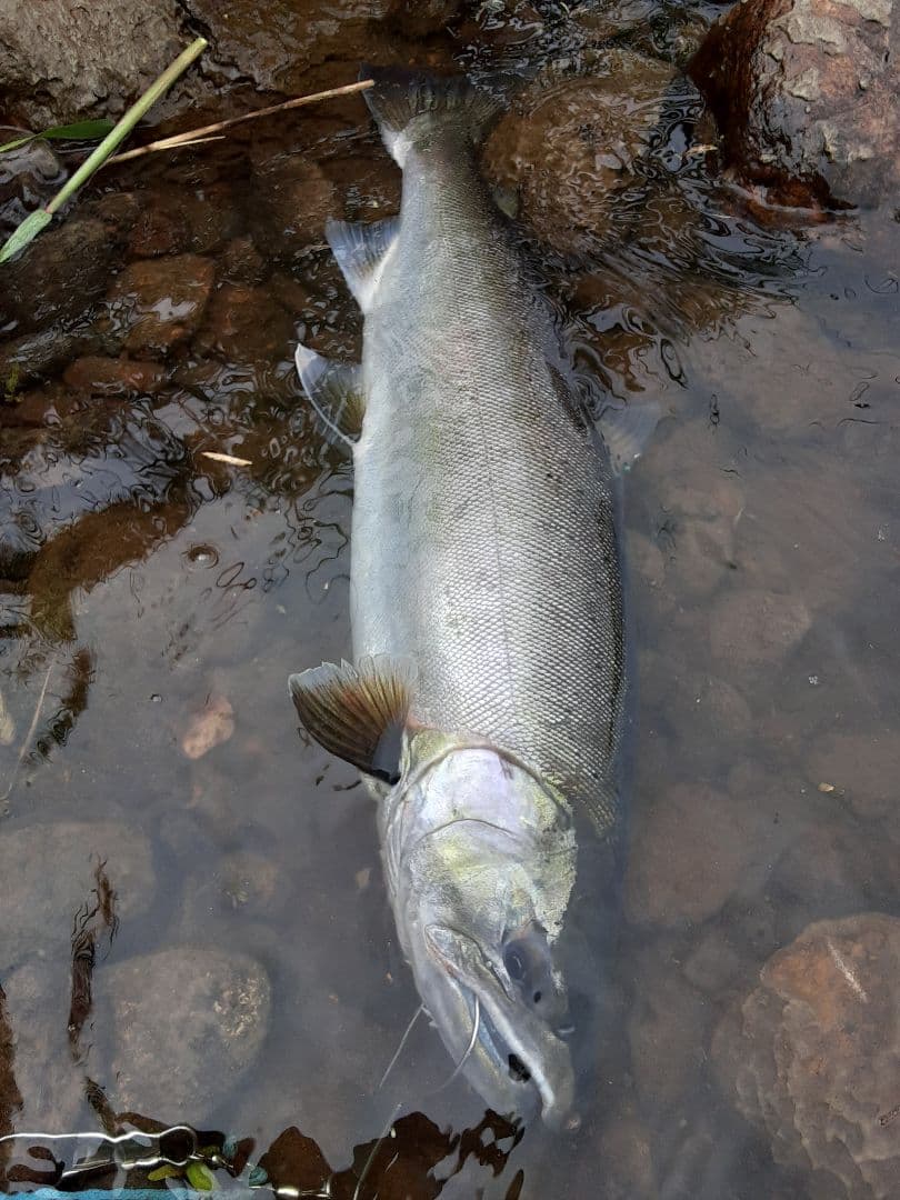 ルビアス　FC　LT2000S-XH