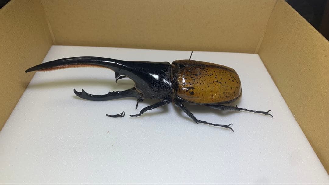【標本】ヘラクレスエクアトリアヌス　飼育品♂140mm/ヘラクレスオオカブト