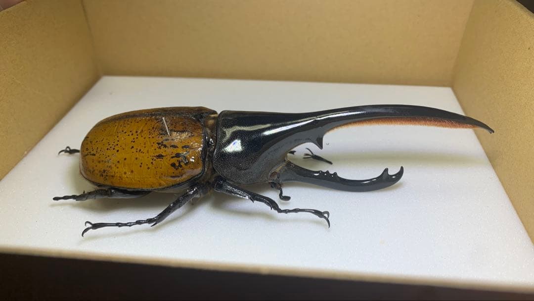 【標本】ヘラクレスエクアトリアヌス　飼育品♂140mm/ヘラクレスオオカブト