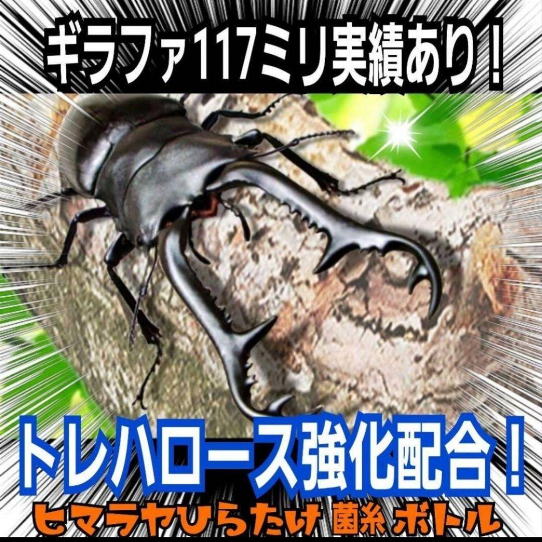 極上！ヒマラヤひらたけ菌糸瓶【１０本セット】トレハロース、キトサン強化配合！