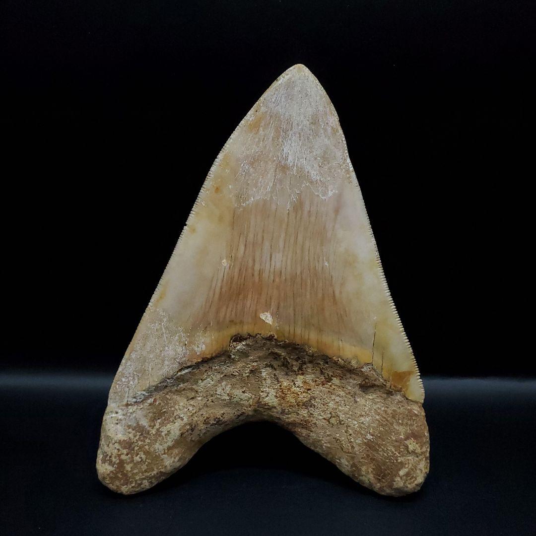 極上 メガロドン 歯 化石 本物 インドネシア 117.89mm mg7