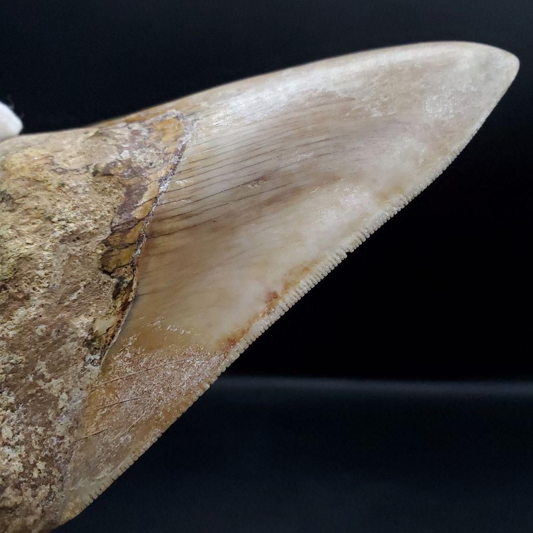極上 メガロドン 歯 化石 本物 インドネシア 117.89mm mg7