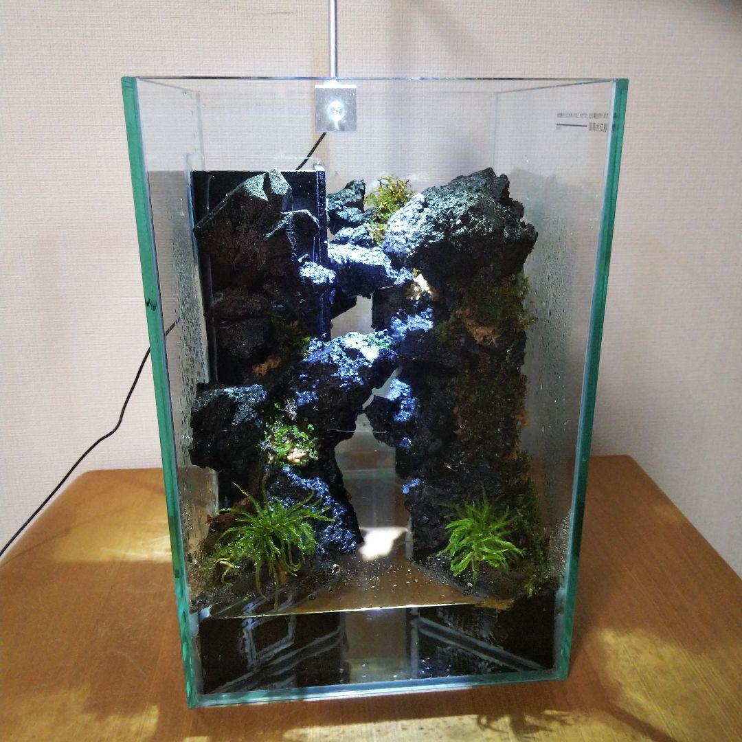 【完成品】滝の流れるアクアテラリウム　イモリウム　苔　　アクアテラリウム完成品