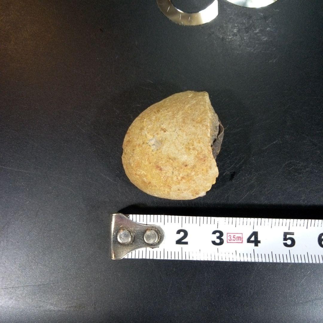 三葉虫　化石　fossil　ボリビア産　トライロバイト　三葉虫個体⑤