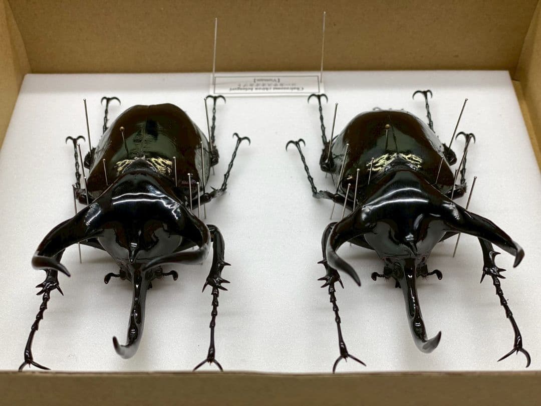 T◆コーカサスオオカブト　標本　昆虫