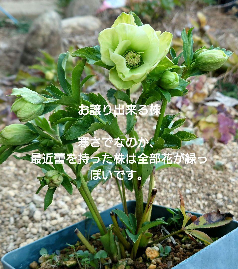 高品質　桜瑪瑙　セット　スフィア　ポイント
