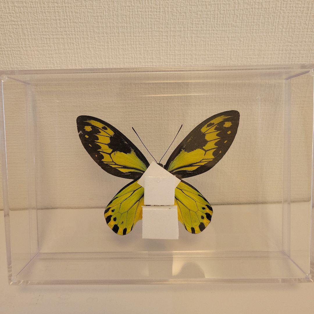 蝶の標本　トリバネチョウの世界(珍珍)