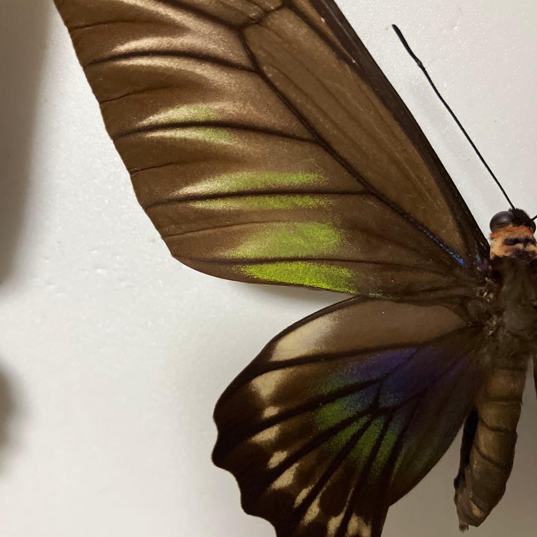 パラワンアカエリトリバネアゲハ♂♀