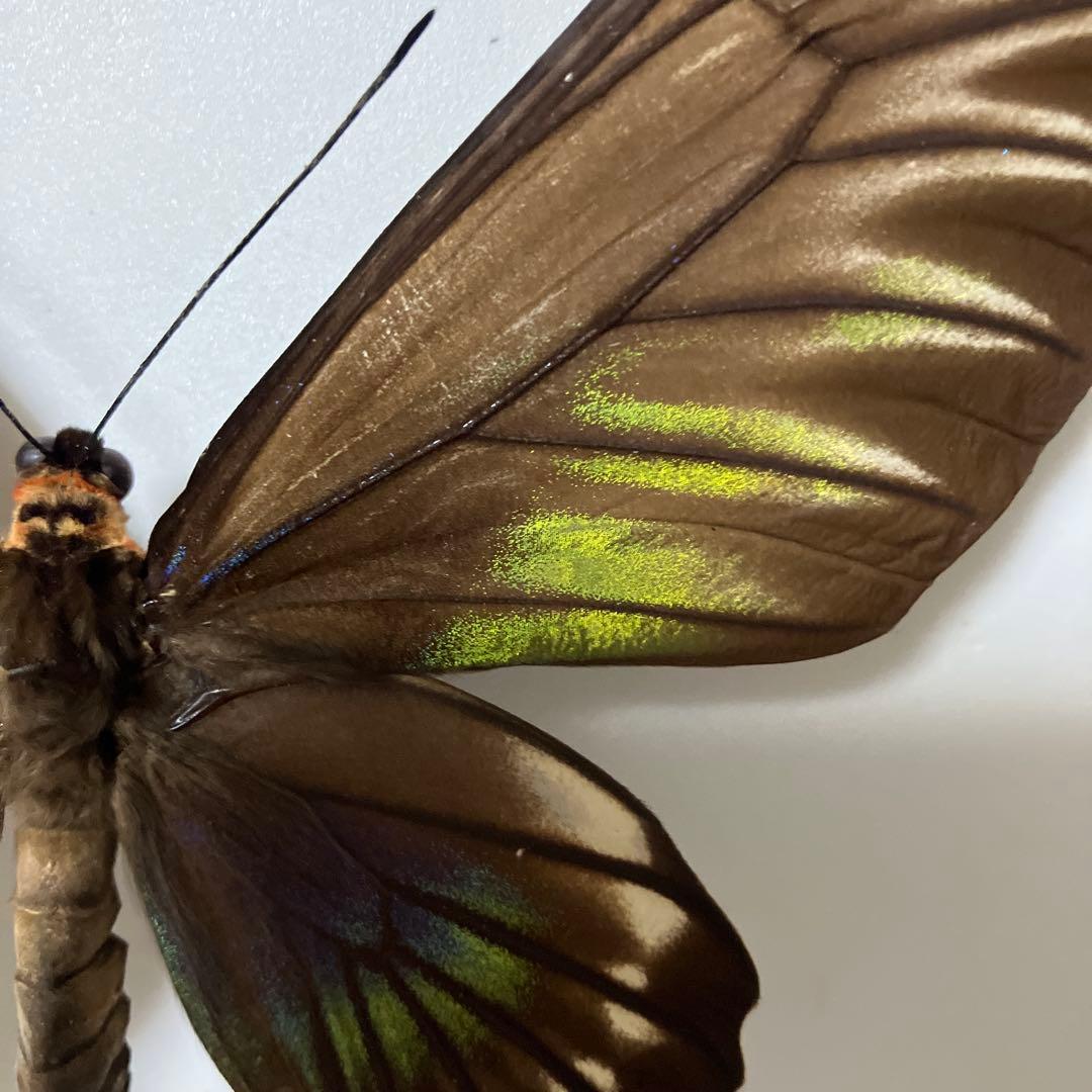 パラワンアカエリトリバネアゲハ♂♀