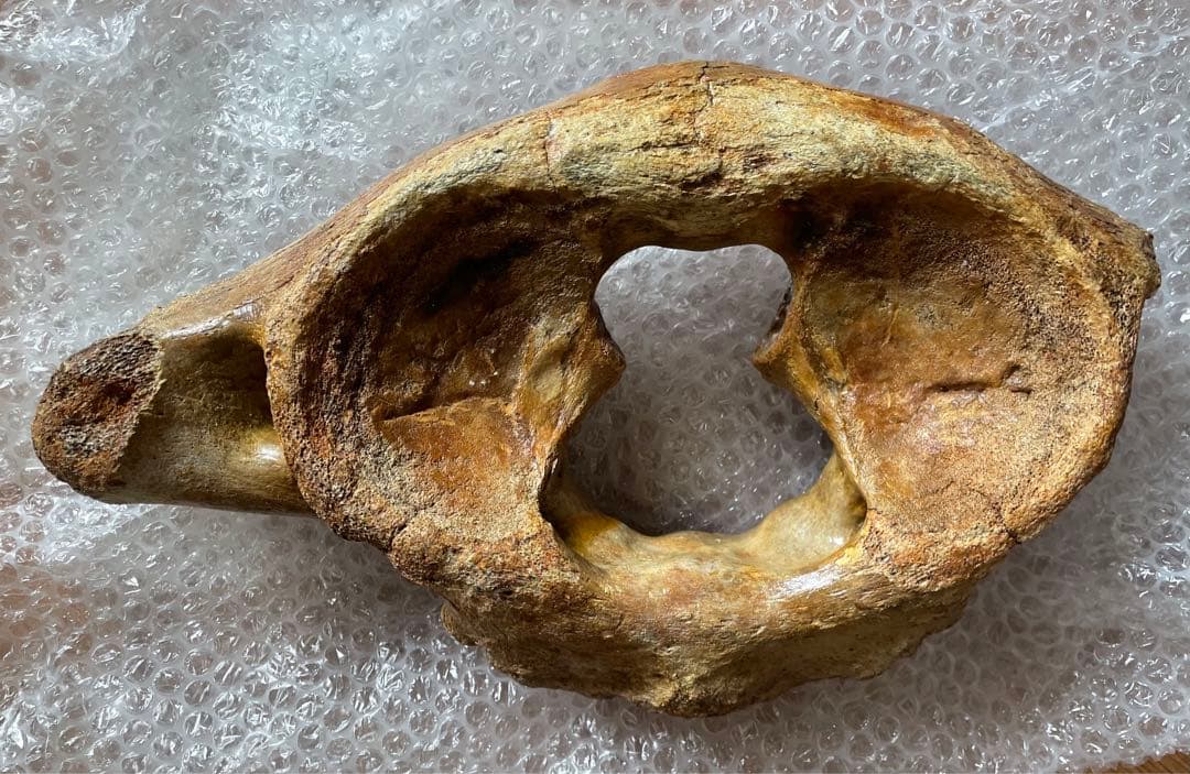 【期間限定セール】マンモスの環椎　化石　特大