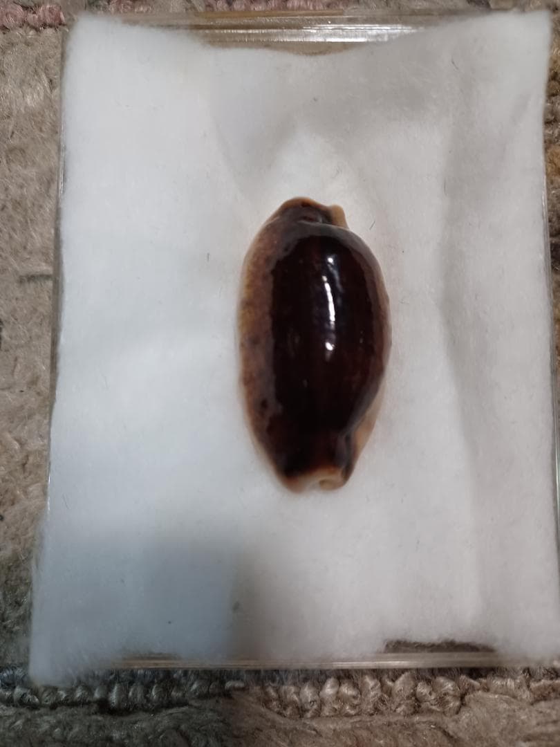 タカラガイ、貝殻、カバフダカラ、ニガー