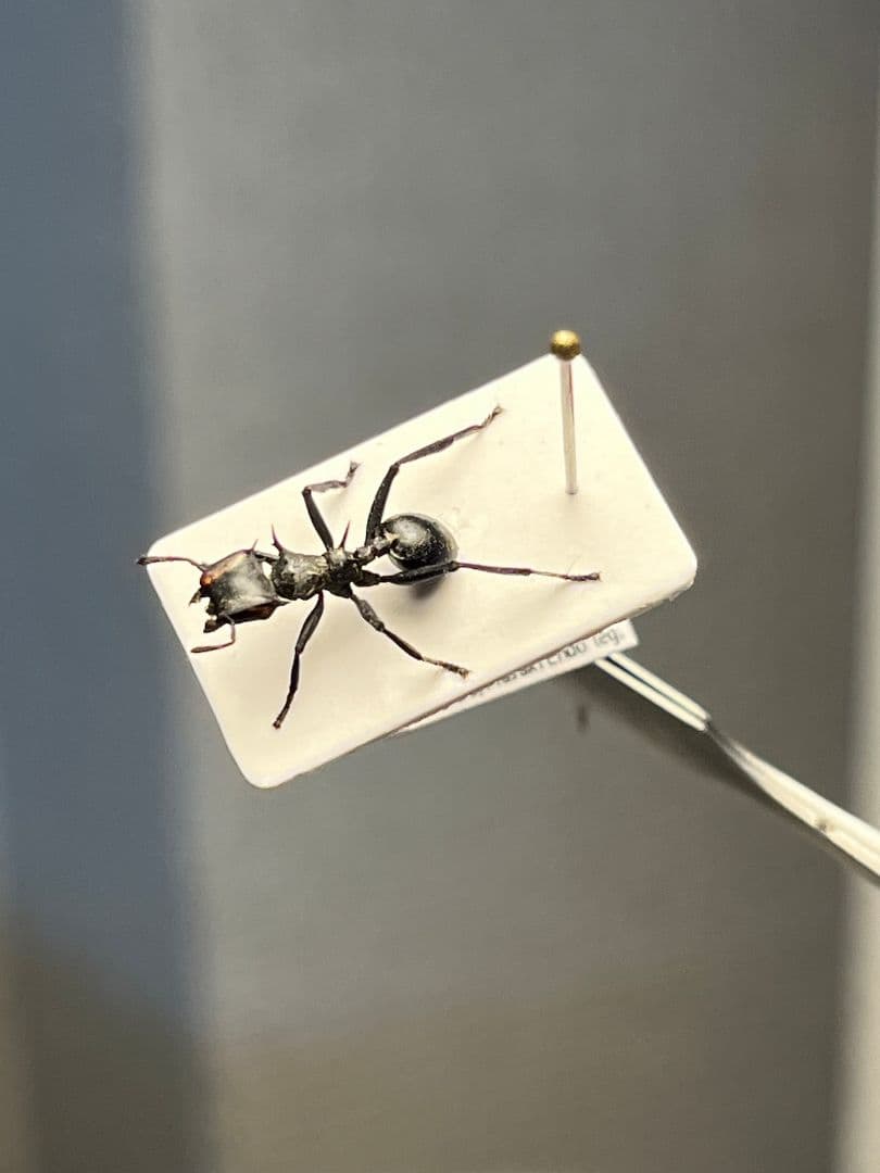 【9mm】ナベブタアリの一種 標本 クロオオアリグンタイアリ 標本 パラポネラ