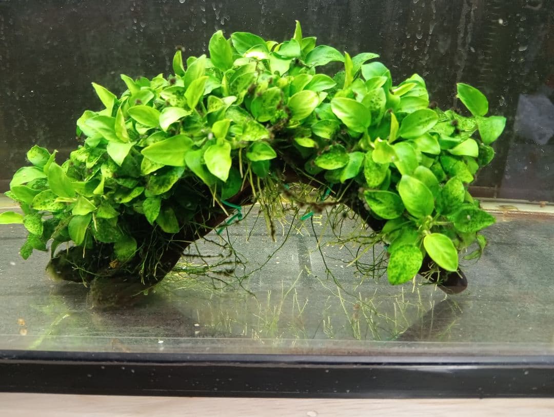 大株　アヌビアスナナ・ミニ　流木活着