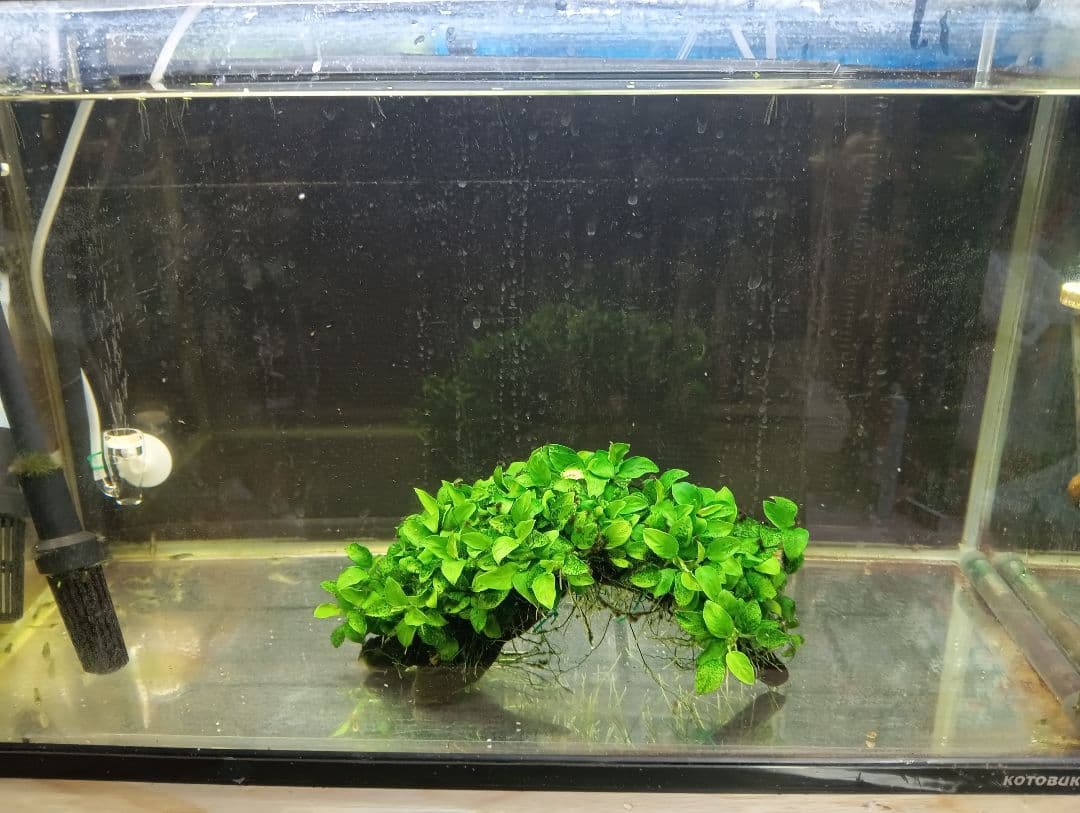 大株　アヌビアスナナ・ミニ　流木活着