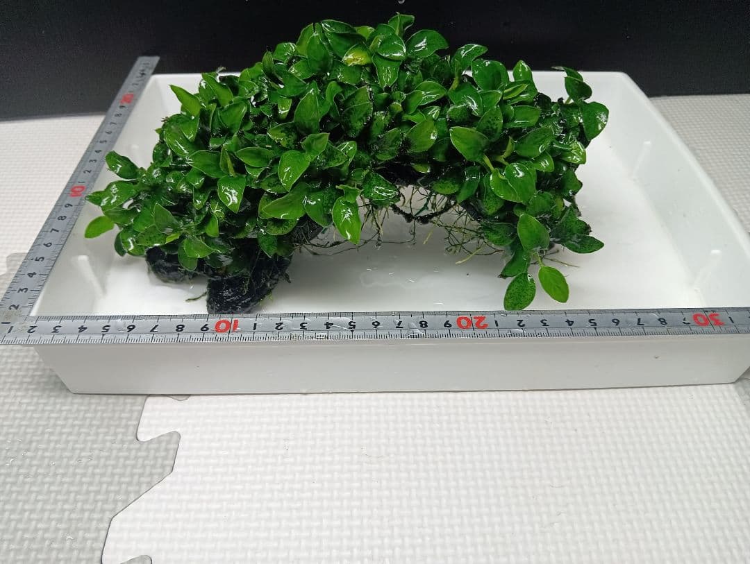 大株　アヌビアスナナ・ミニ　流木活着