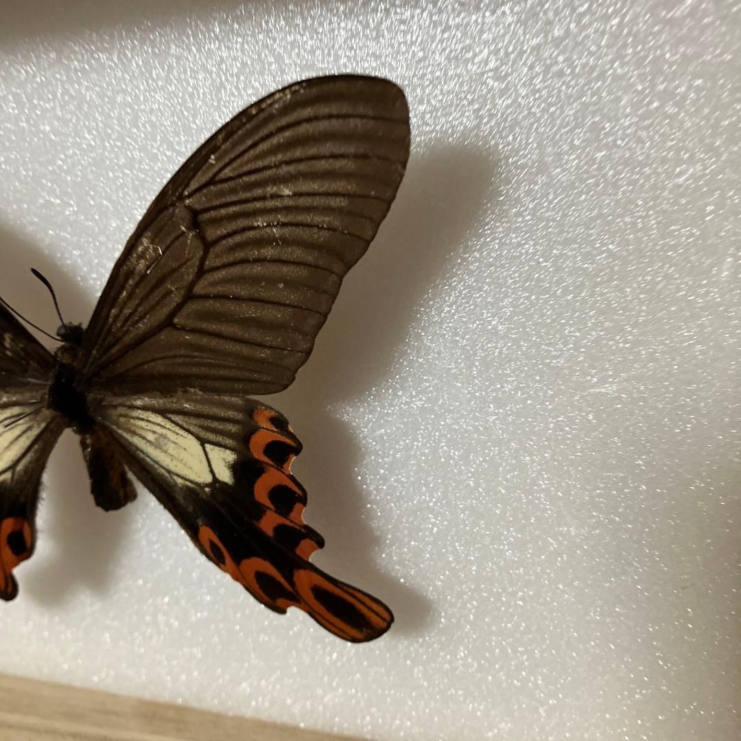 台湾フトオアゲハ