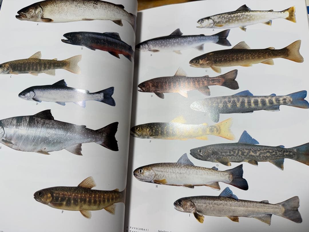 日本産魚類大図鑑 2巻セット