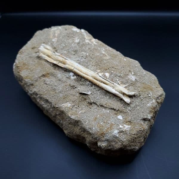 希少 アルシオーネ 骨 化石 本物 モロッコ産 188.43mm yk4