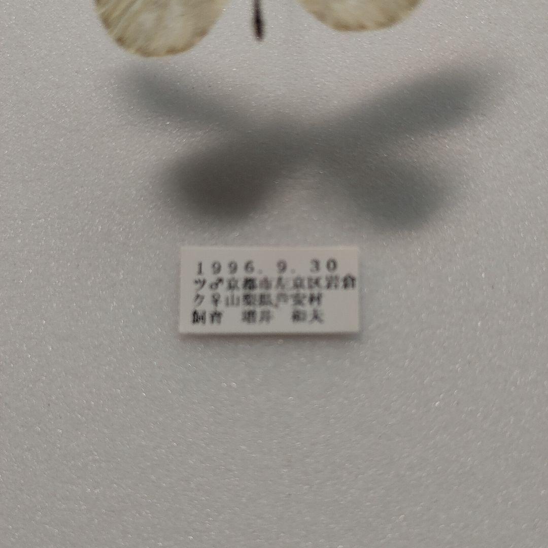 クモマツマキチョウ「珍品」