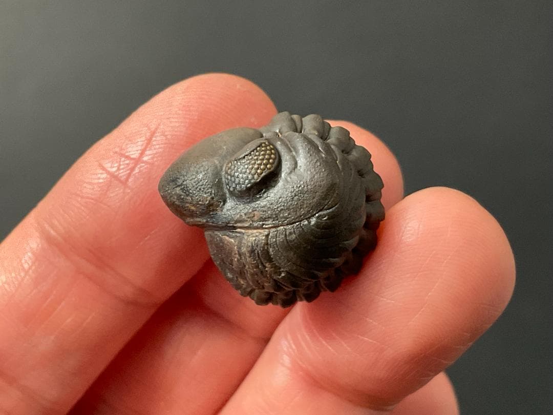 リードプス [PH101] 三葉虫 化石 ファコプス 防御態勢 希少 レア