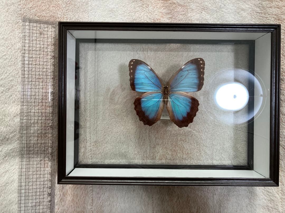 モルフォ蝶 標本