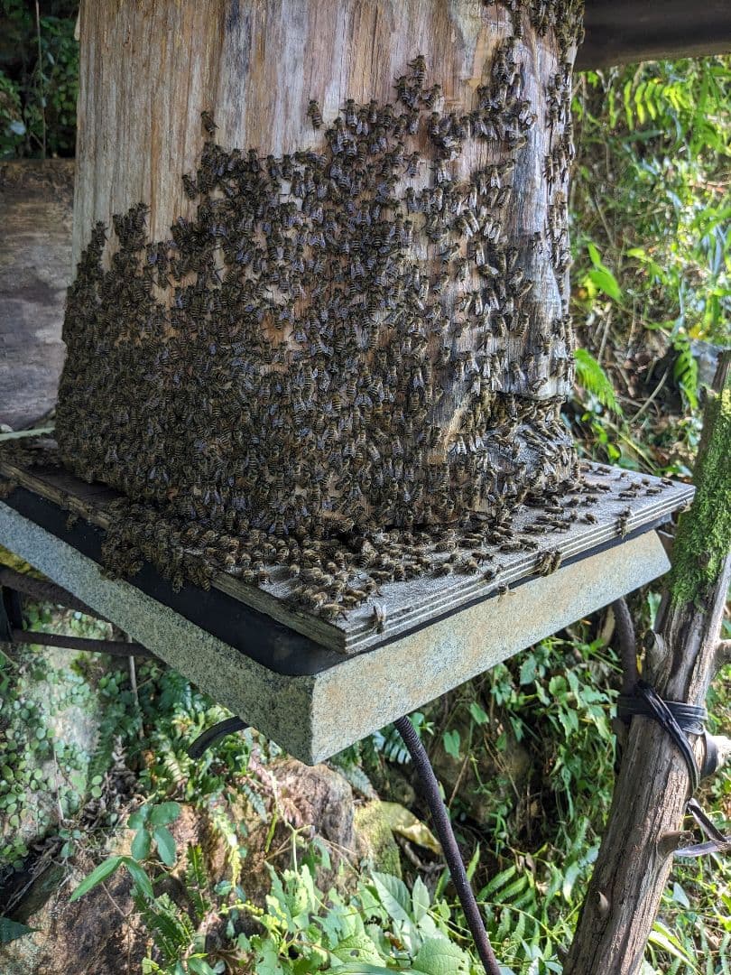 日本ミツバチ 蜂蜜 令和7年度 採れたて　たれ蜜　2年もの1200g 非加熱