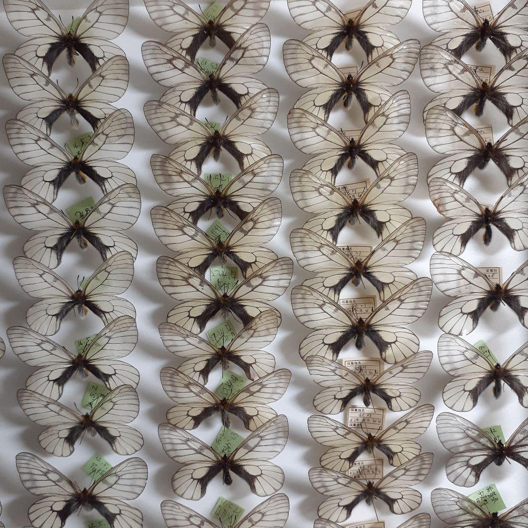 蝶標本　ウスバシロチョウ(ヒメウスバ)、エゾシロチョウ、大型ドイツ標本箱二箱入り