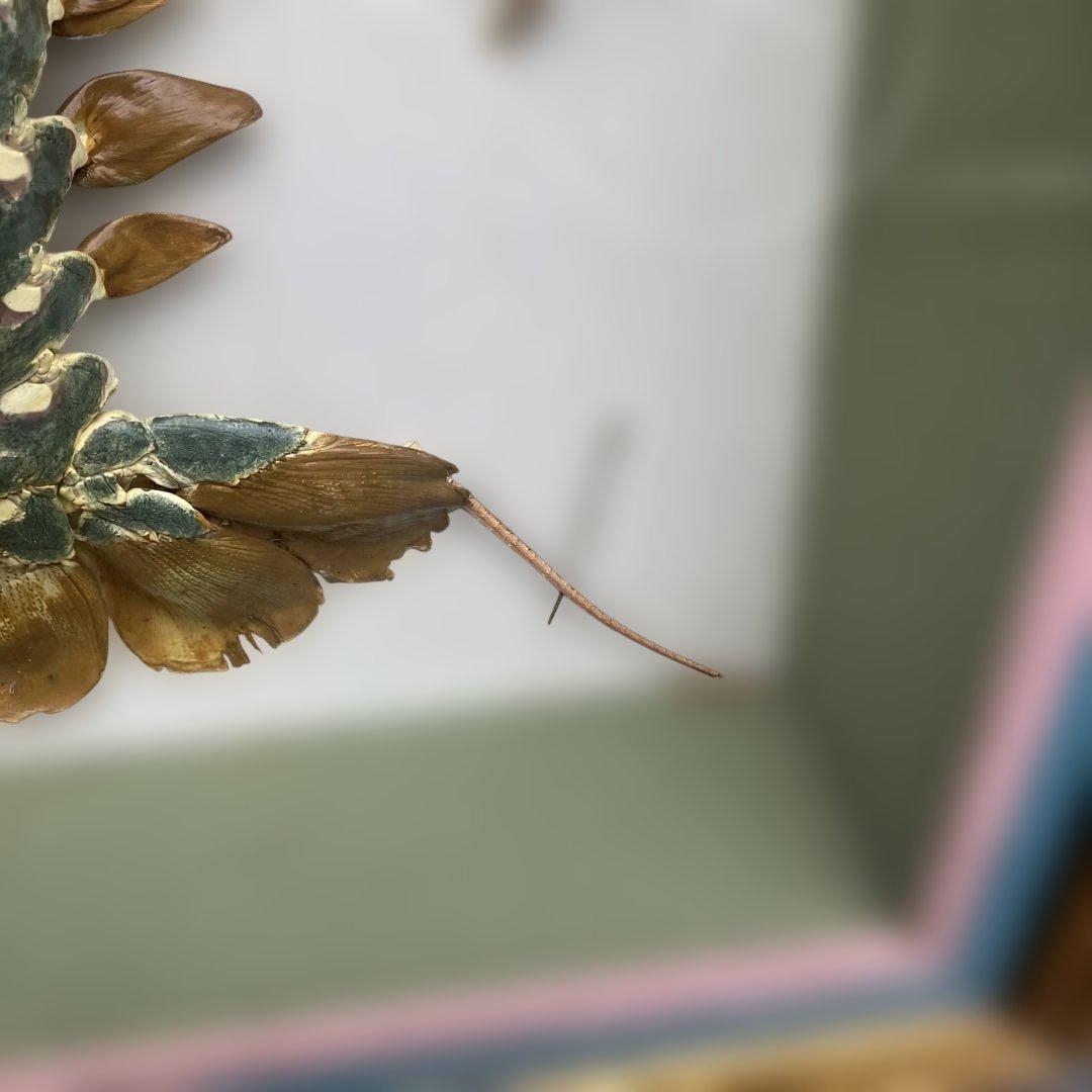 伊勢海老 エビ 剥製 ガラスケース 壁額 壁飾りロブスター標本 大型