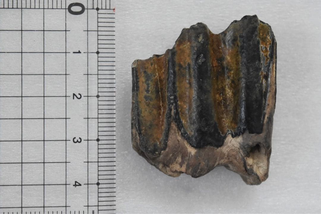 沖縄産　哺乳類の歯化石